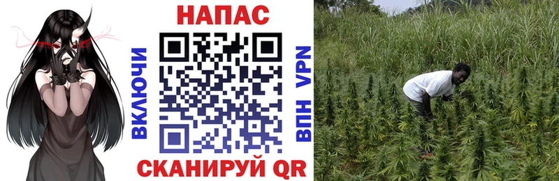Марихуана планчик Великие Луки